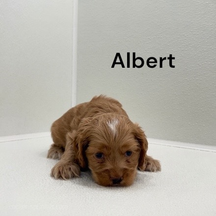 puppy, for, sale, Cocker Spaniel, Joe & Cherri  Overlease, dog, breeder, Miller, MO, dog-breeder, puppy-for-sale, forsale, nearby, find, puppyfind, locator, puppylocator, aca